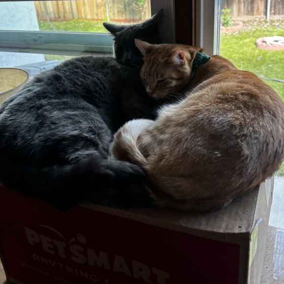 Taco 🧡 - Picture 6 of 7